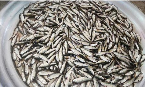 Cá linh đầu mùa 200.000 đồng một kg