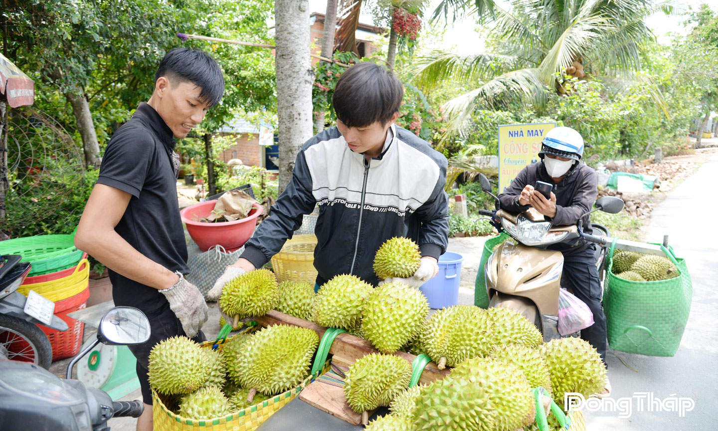 Sầu riêng là loại trái cây đặc sản có giá trị kinh tế cao của tỉnh Đồng Tháp.                                                                                       Ảnh: MINH THÀNH