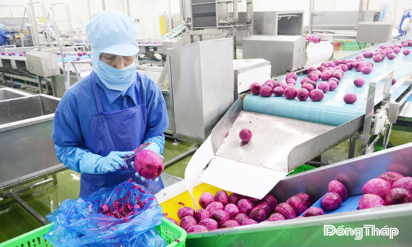 Chế biến sâu là một trong những giải pháp nâng cao giá trị cây ăn trái của tỉnh Đồng Tháp trong thời gian tới. Ảnh: Công nhân kiểm tra, sơ chế thanh long ruột đỏ trước khi sấy thăng hoa tại Công ty THABICO.