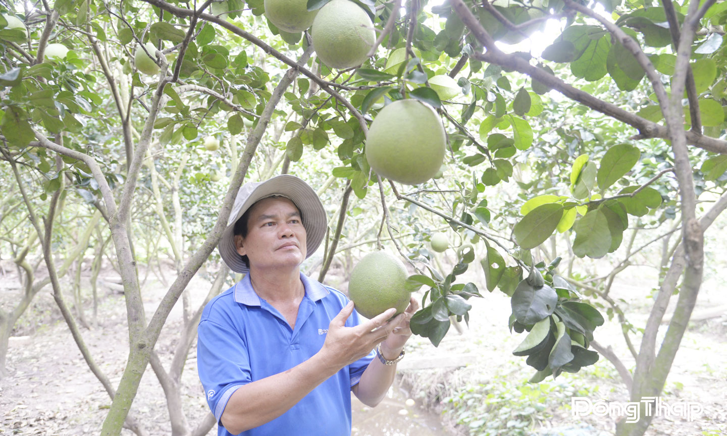 Nhiều diện tích bưởi da xanh trên địa bàn tỉnh Đồng Tháp đã đạt chuẩn VietGAP.