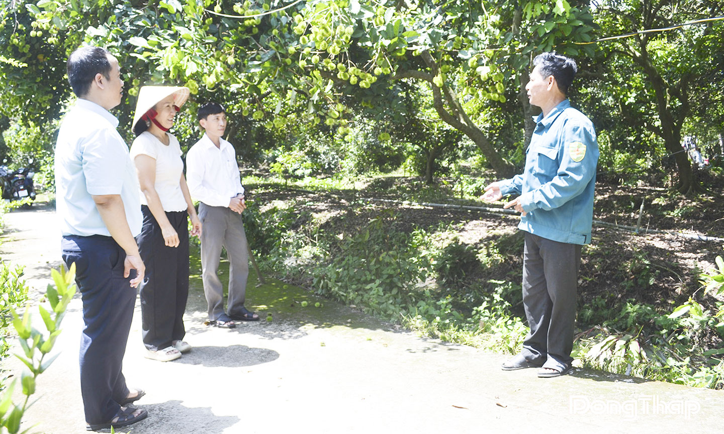 Chôm chôm Thái đang được thị trường ưa chuộng và cho hiệu quả kinh tế khá.