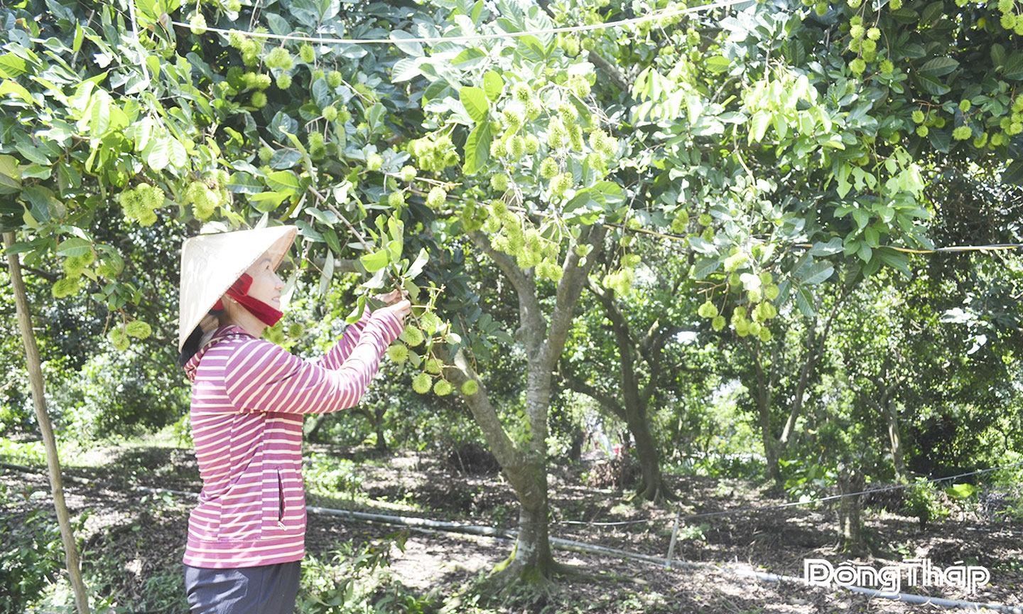 Vườn chôm chôm Thái của gia đình chị Ngô Thị Thanh Huyền.
