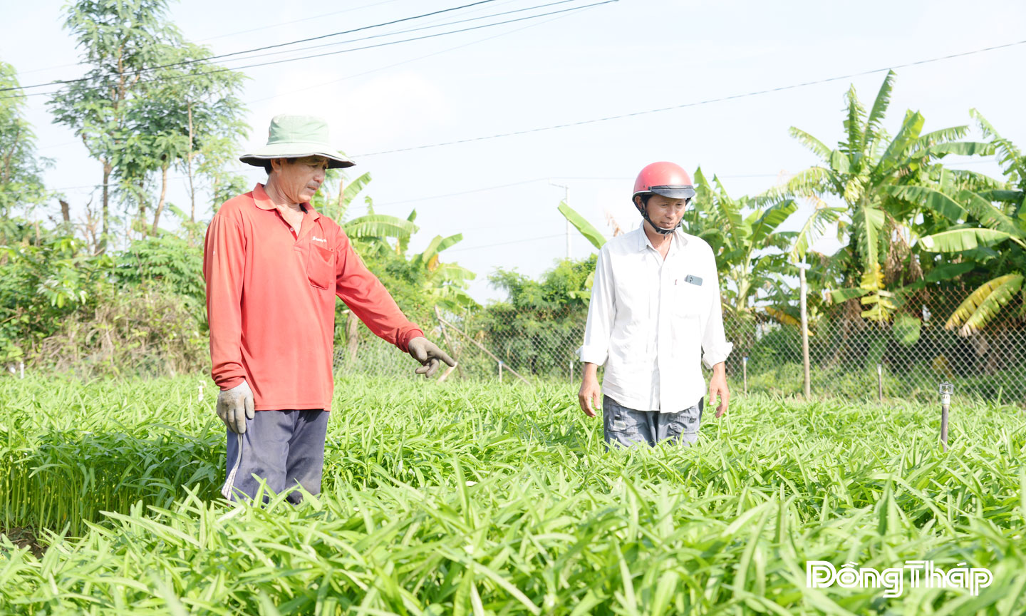 Ông Ngô Đức Tuấn (bìa trái) ở ấp Hòa Thạnh, xã Long Bình không lo đầu ra nhờ sản xuất rau theo tiêu chuẩn VietGAP và được hợp tác xã bao tiêu đầu ra.