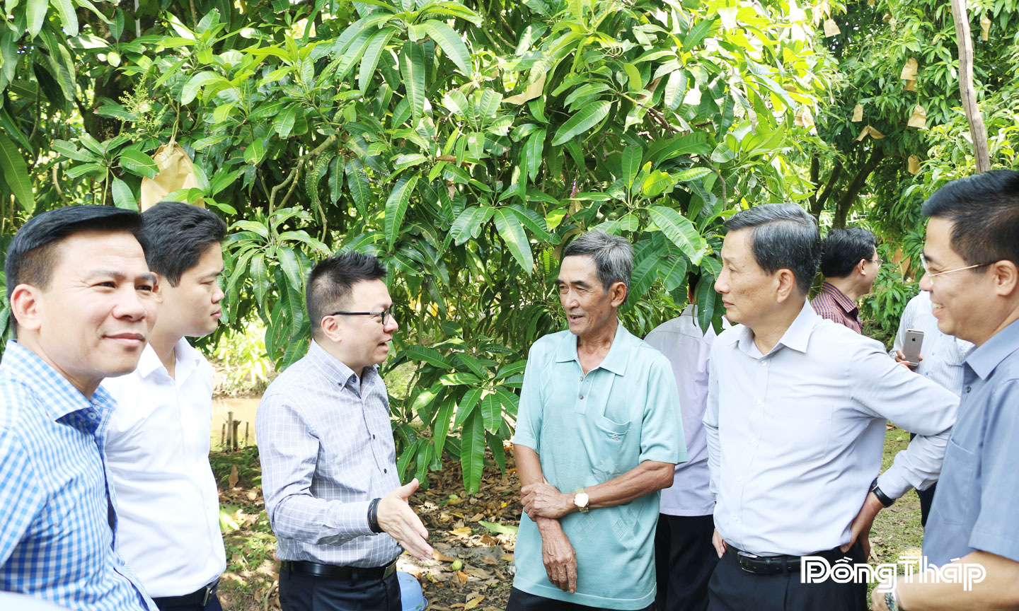 Ông Nguyễn Văn Mách (thứ 4 từ trái sang) giới thiệu mô hình trồng xoài hữu cơ cho du khách.