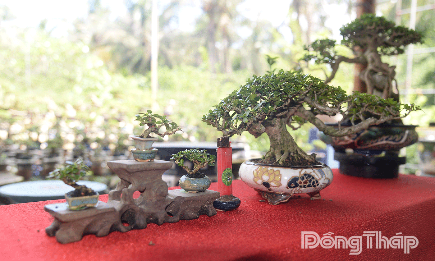 Chủ nhân tạo sự đa dạng cho bộ sưu tập bằng dùng nhiều loại chậu và đặt riêng chậu để trồng cây.