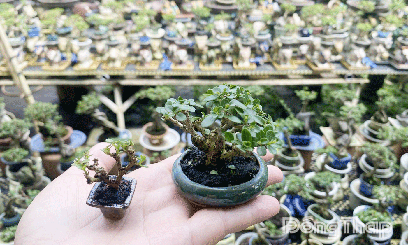 Những cây bon sai siêu nhỏ có thể đặt trong long bàn tay.