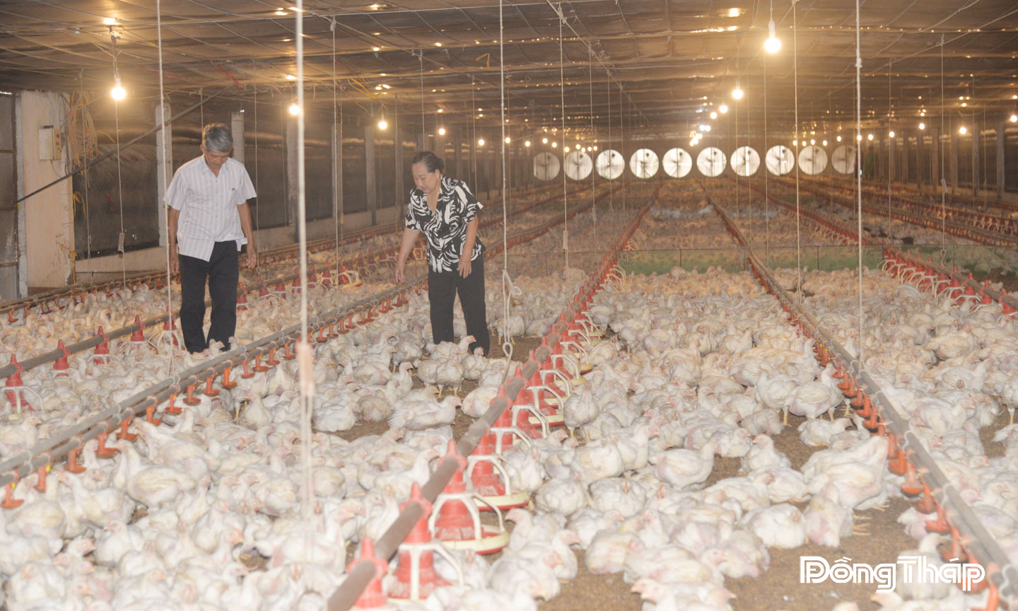 Trang trại của ông Lữ hiện có 3 trại nuôi gà thương phẩm, với số lượng trên 54.000 con.