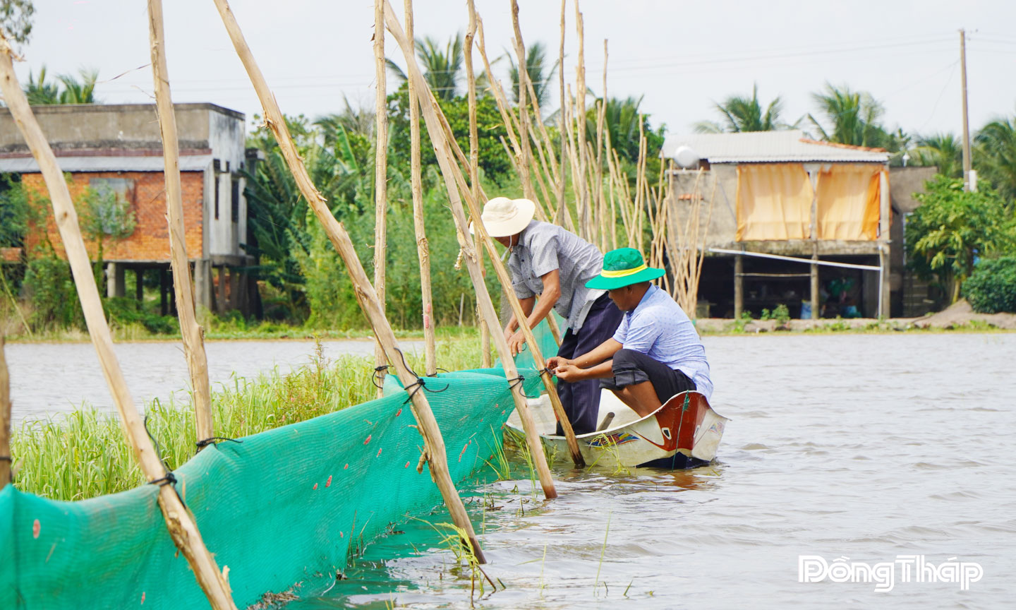 Thành viên của Hợp tác xã sản xuất nông nghiệp sinh thái Quyết Tiến, thuộc xã Phú Thọ (tỉnh Đồng Tháp) vây lưới trên đồng ruộng để nuôi trữ cá mùa lũ kết hợp du lịch trải nghiệm. 
