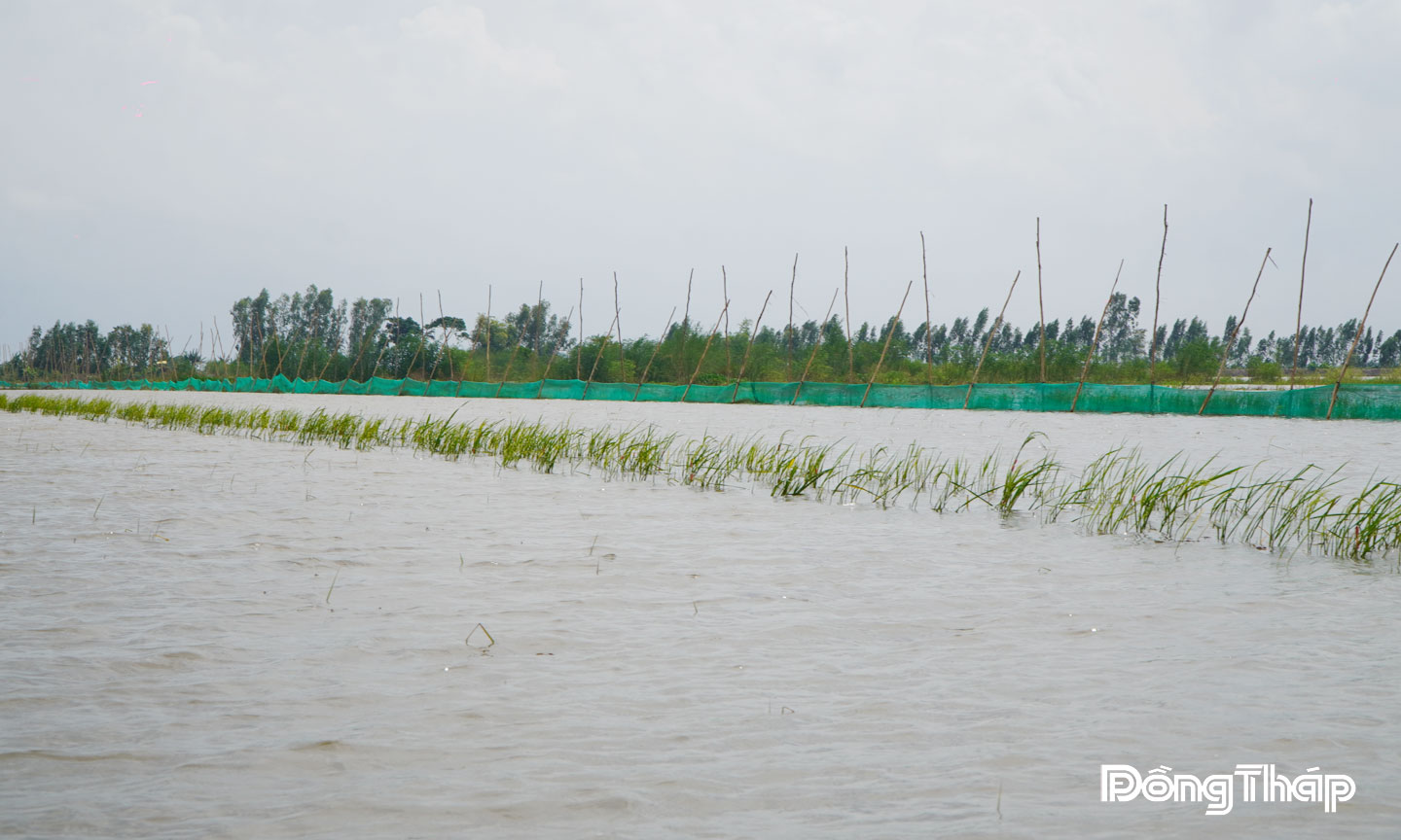 Khu vực nuôi trữ cá mùa lũ kết hợp với dịch vụ du lịch trải nghiệm của Hợp tác xã sản xuất nông nghiệp sinh thái Quyết Tiến, thuộc xã Phú Thọ (tỉnh Đồng Tháp). 