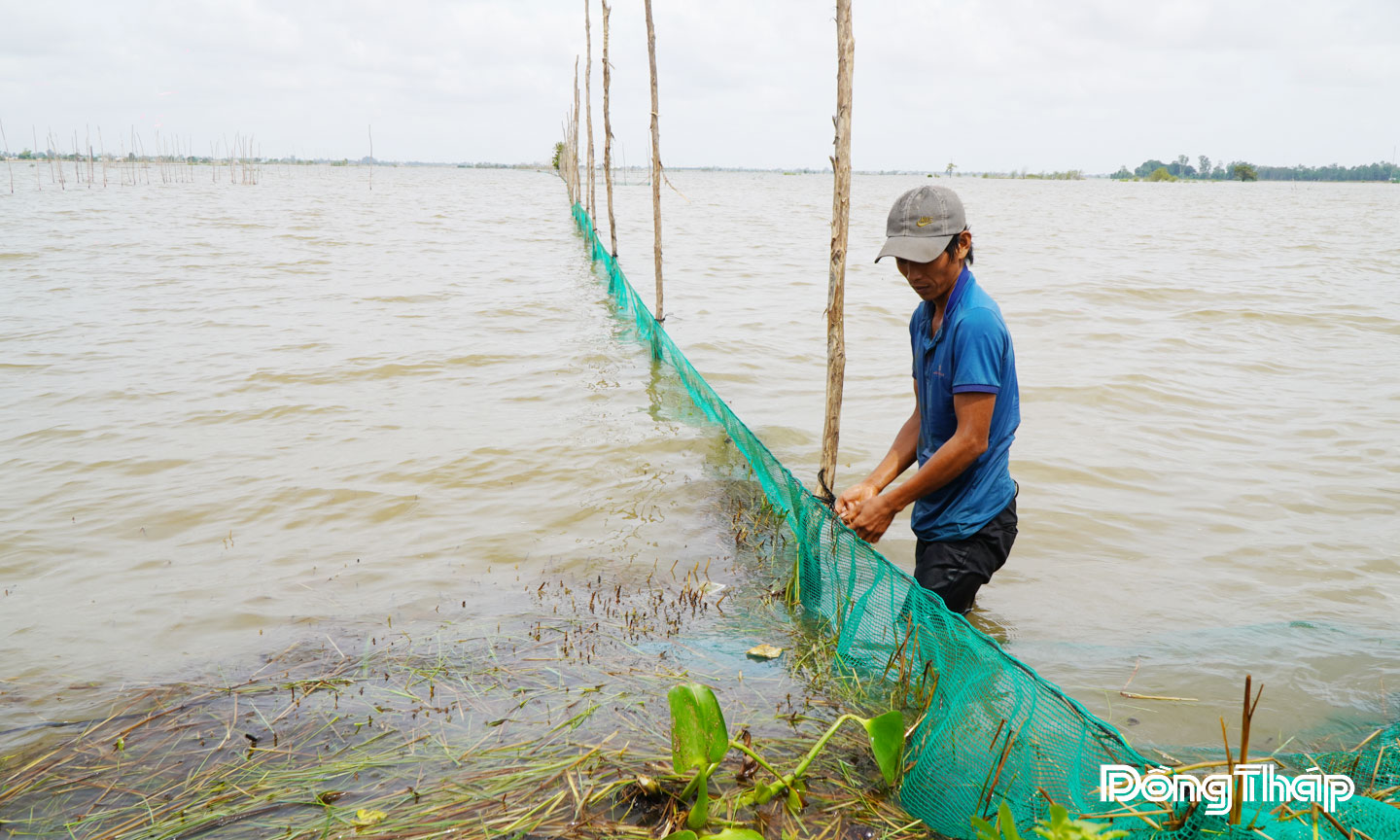 Thành viên Tổ nuôi trữ cá mùa lũ ấp Giồng Bàng, xã Thường Phước, tỉnh Đồng Tháp cắm cọc tràm và bao lưới để nuôi trữ cá trên đồng ruộng trong mùa lũ.