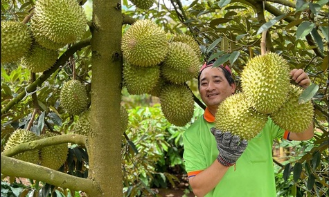 Giá sầu riêng xuất khẩu tăng trở lại