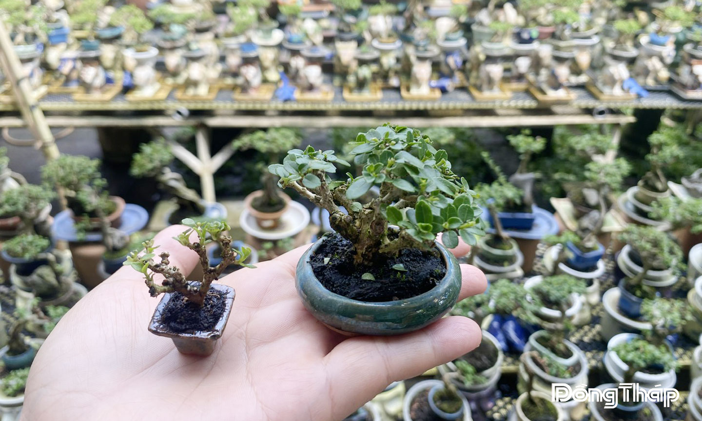 Những chậu bonsai mini và siêu mini.