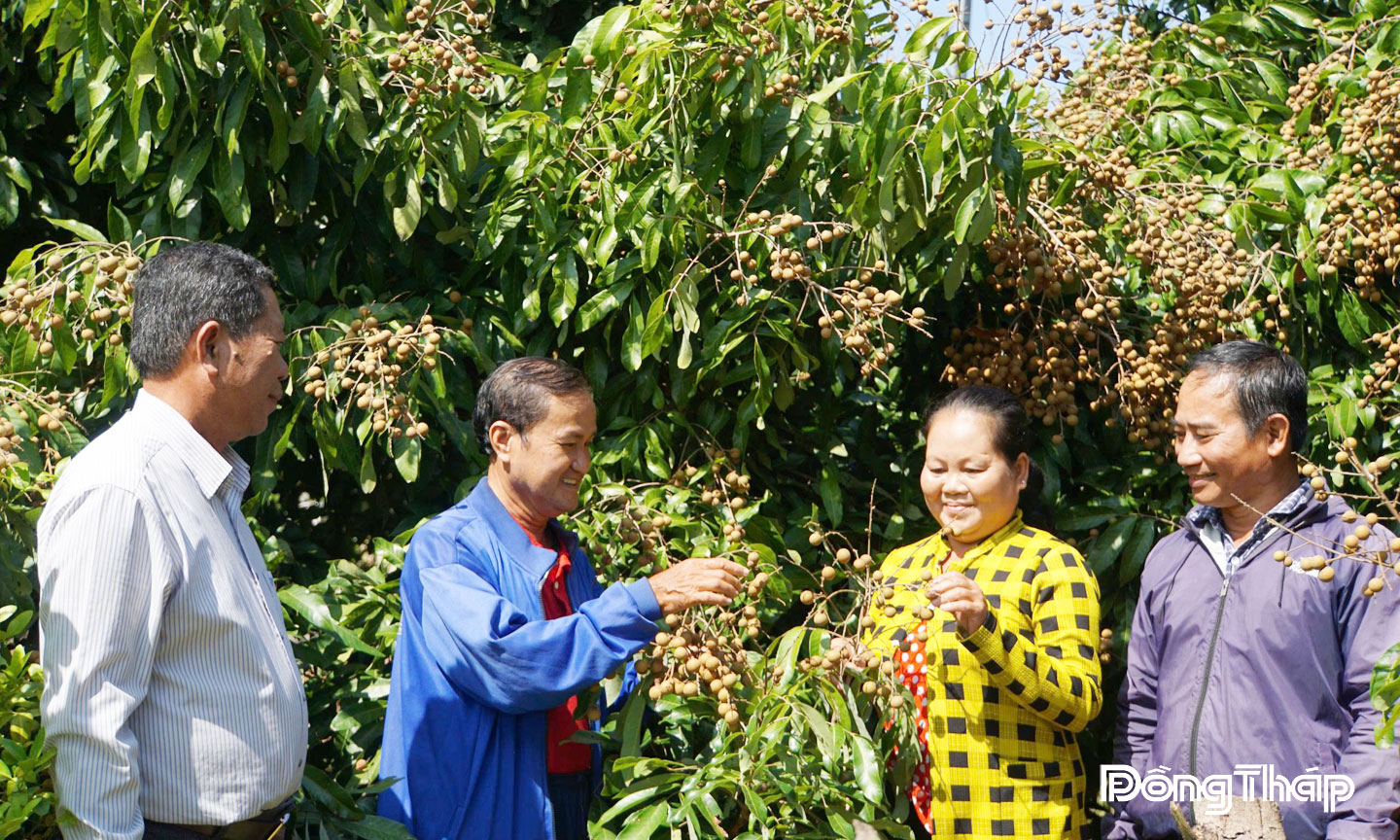 Hợp tác xã nhãn Châu Thành đã được cấp mã số vùng trồng để xuất khẩu, cho thấy sự phát triển của nông nghiệp địa phương.