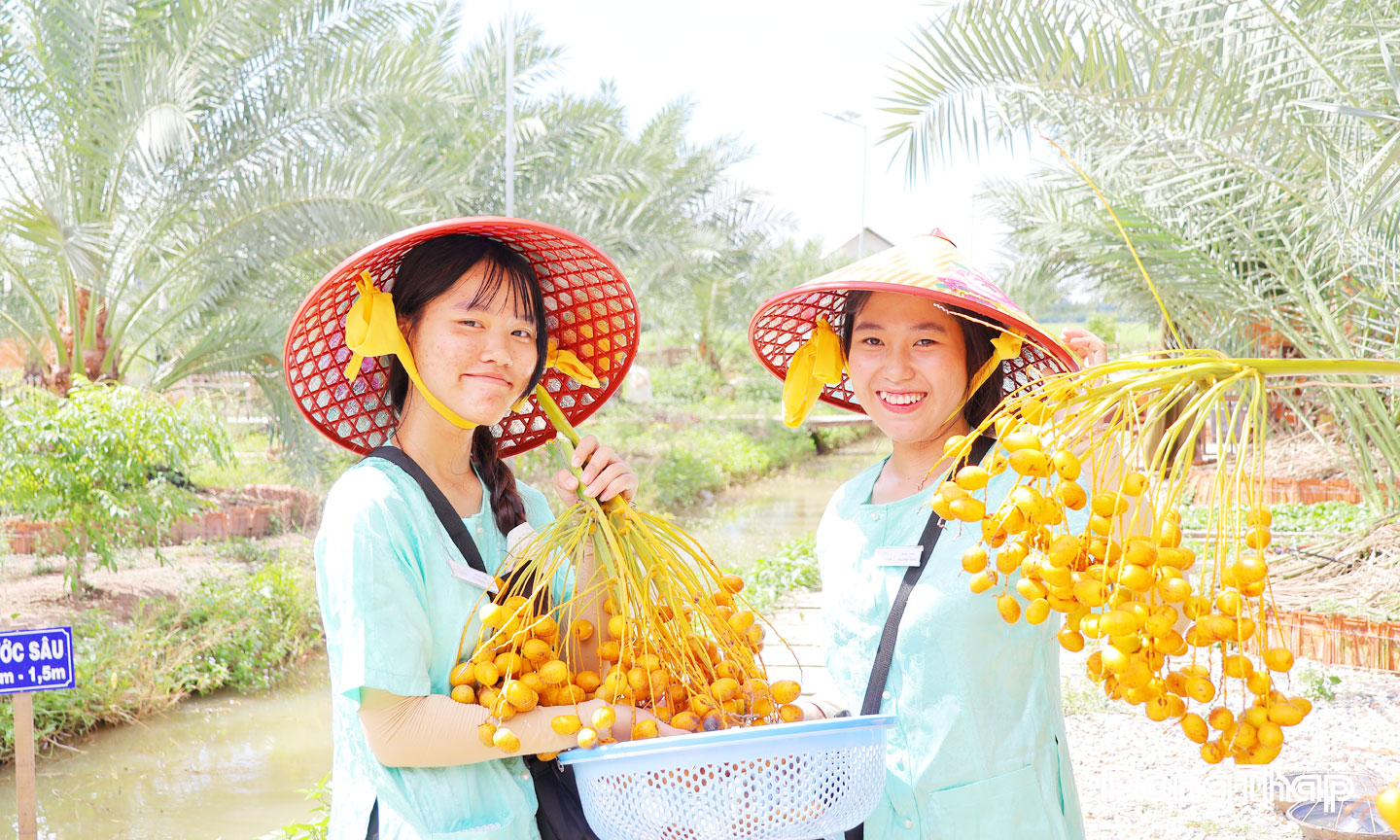 Vườn chà là của anh Đinh Nhựt Hòa, phường Hồng Ngự - một điểm đến mới thú vị của vùng biên.