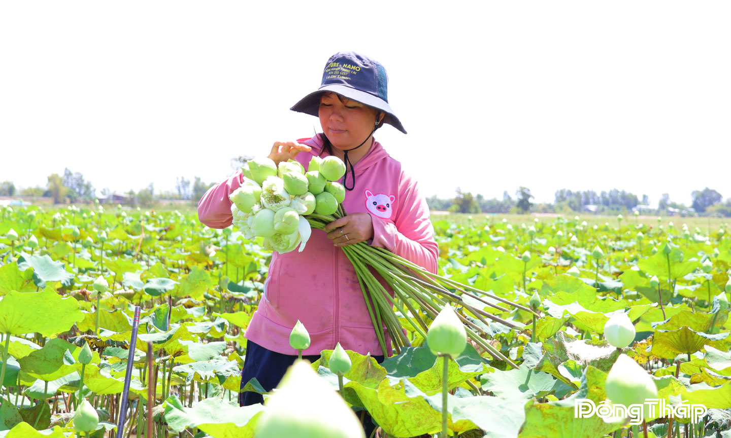 Mô hình trồng sen trắng lấy hoa giúp chị Lê Thị Trinh ở xã Thường Phước tăng lợi nhuận cao gấp nhiều lần so với trồng lúa.