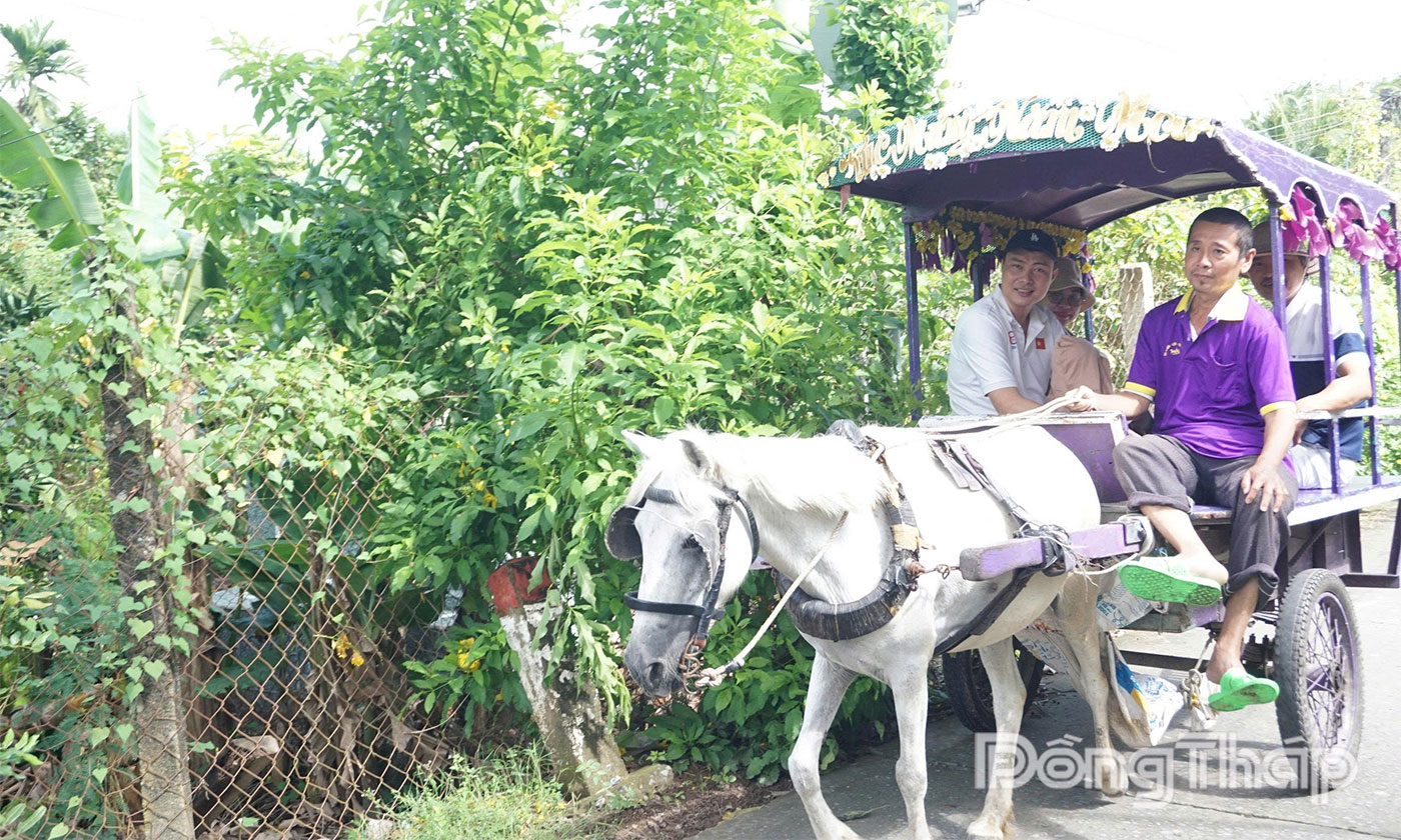 Du khách đi xe ngựa tham quan cù lao Thới Sơn.