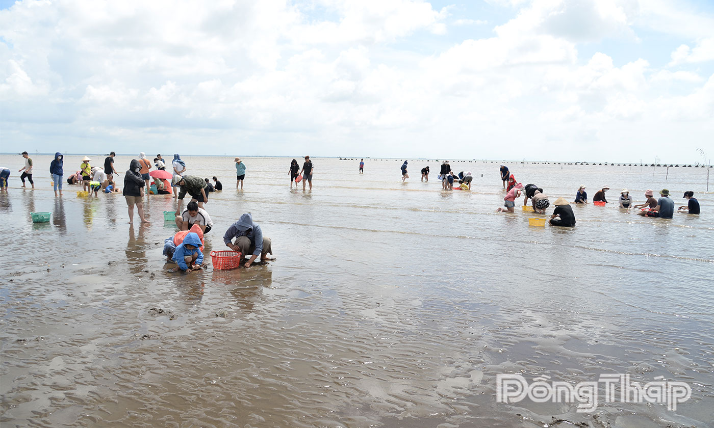 Du khách trải nghiệm cào nghêu tại biển Gò Công.