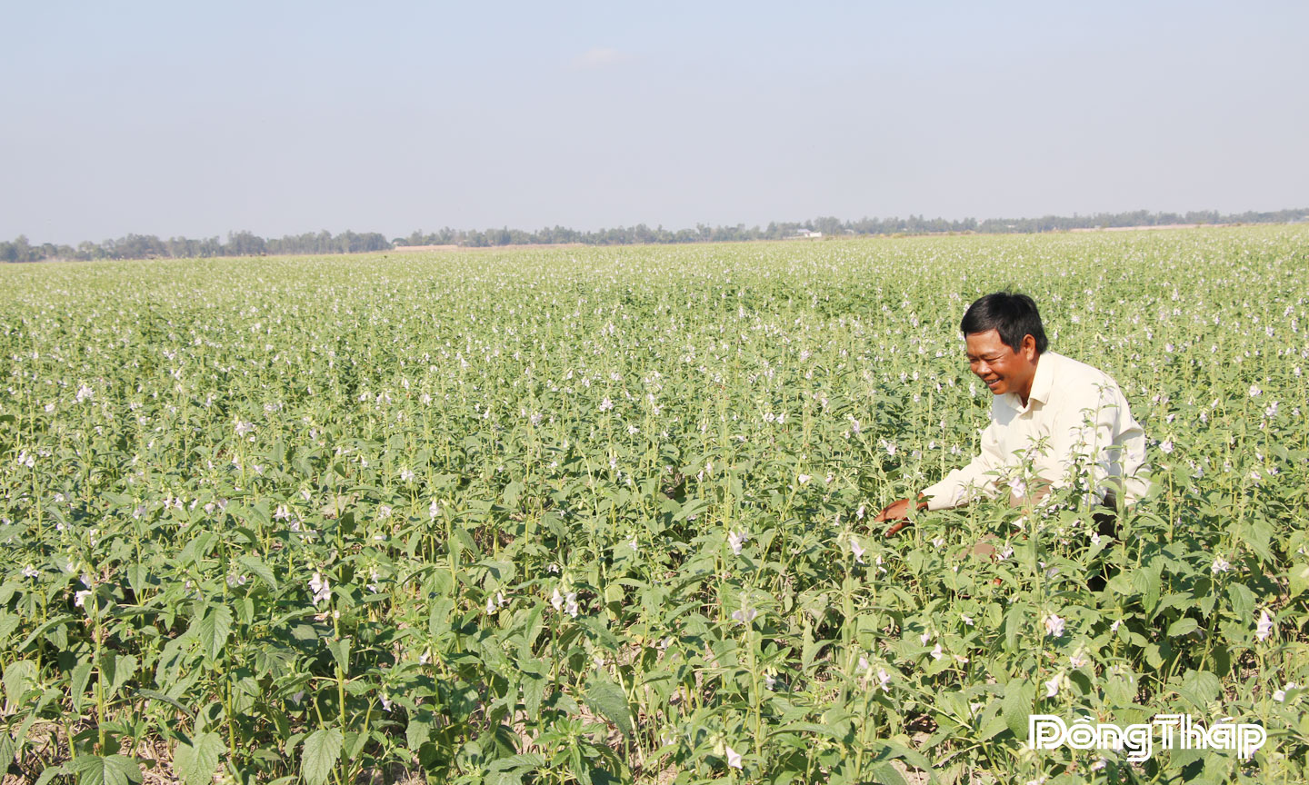 Triển khai Đề án Tái cơ cấu nông nghiệp, xã Tân Hồng khuyến khích người dân canh tác cây trồng phù hợp với từng mùa vụ.