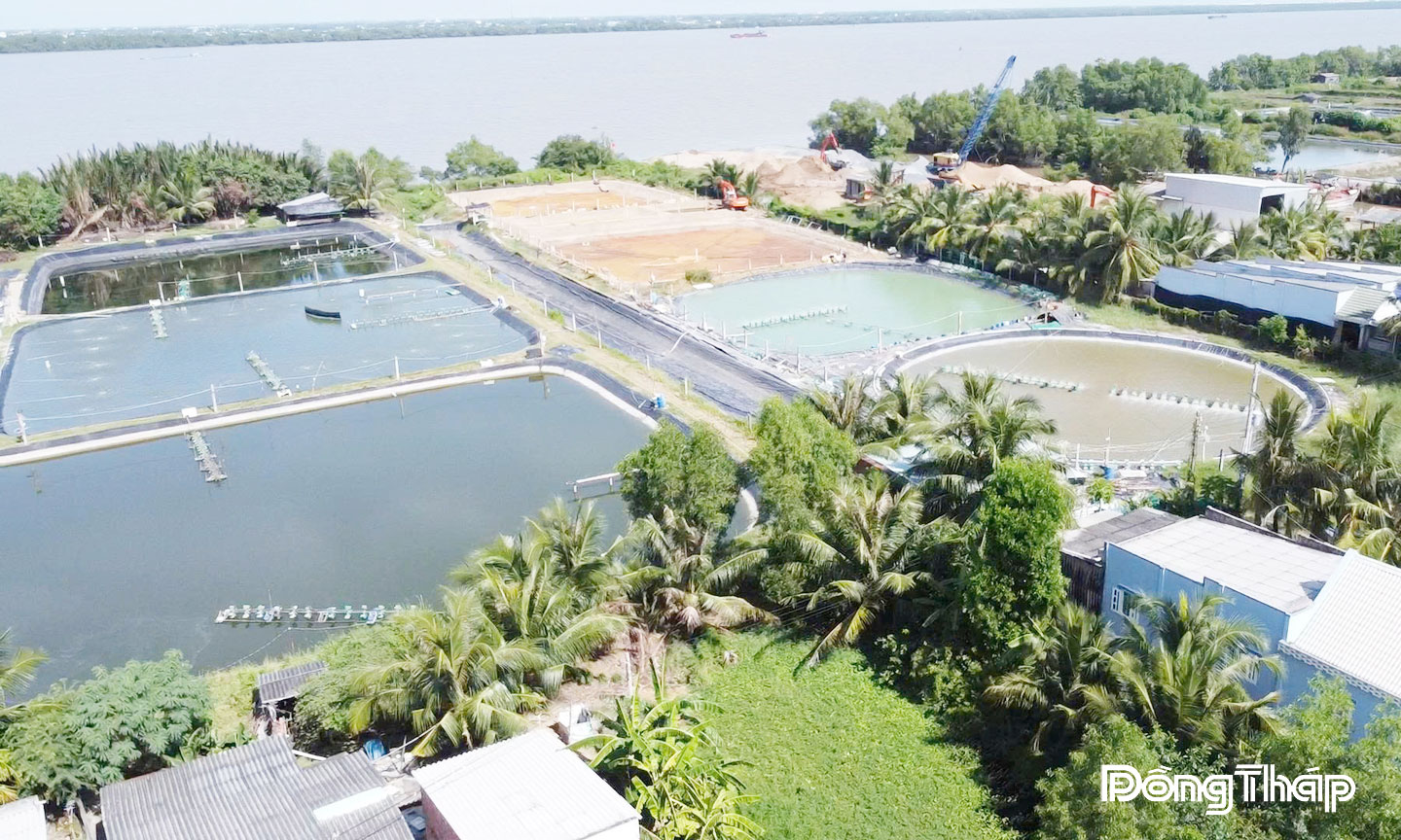 Mô hình nuôi tôm công nghệ cao tại xã Tân Đông mang lại hiệu quả kinh tế cao.  Ảnh: NHỰT NAM