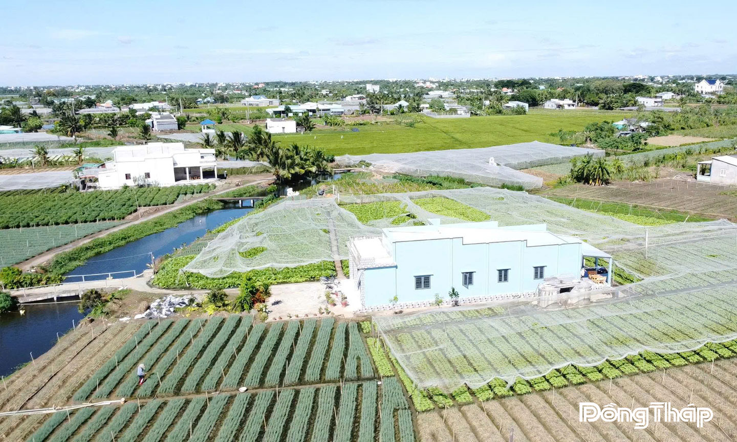 Mô hình trồng rau sạch tại xã Tân Đông.                                                                                                                                                        Ảnh: NHỰT NAM