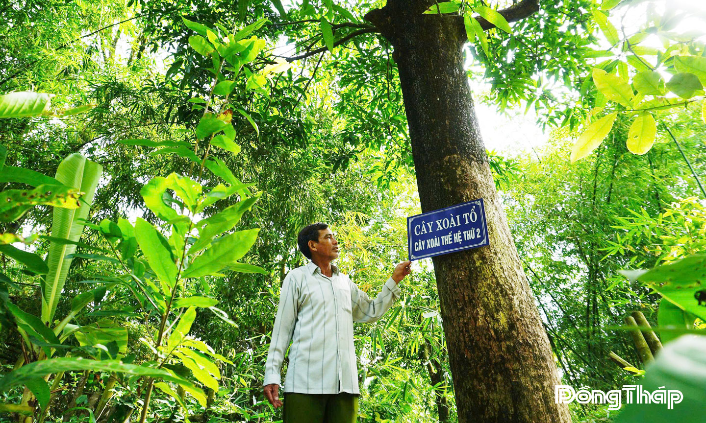 Cây xoài cổ thụ sừng sững trong khuôn viên Phủ thờ  Thư Ngọc Hầu - Nguyễn Văn Thư.