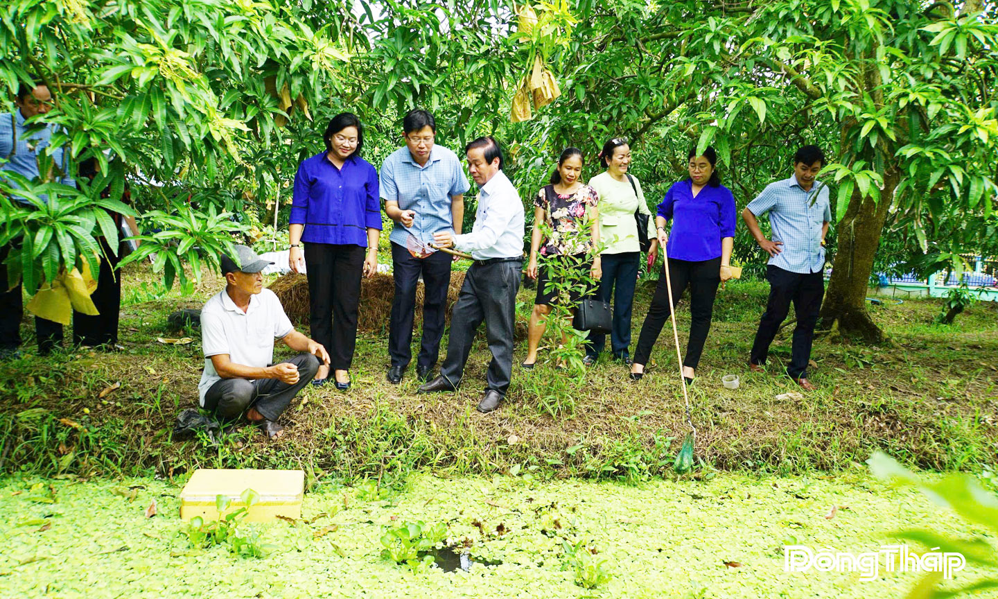 Du khách trải nghiệm hoạt động bắt ốc tại vườn xoài Ba Hậu tọa lạc xã Mỹ Thọ, tỉnh Đồng Tháp.