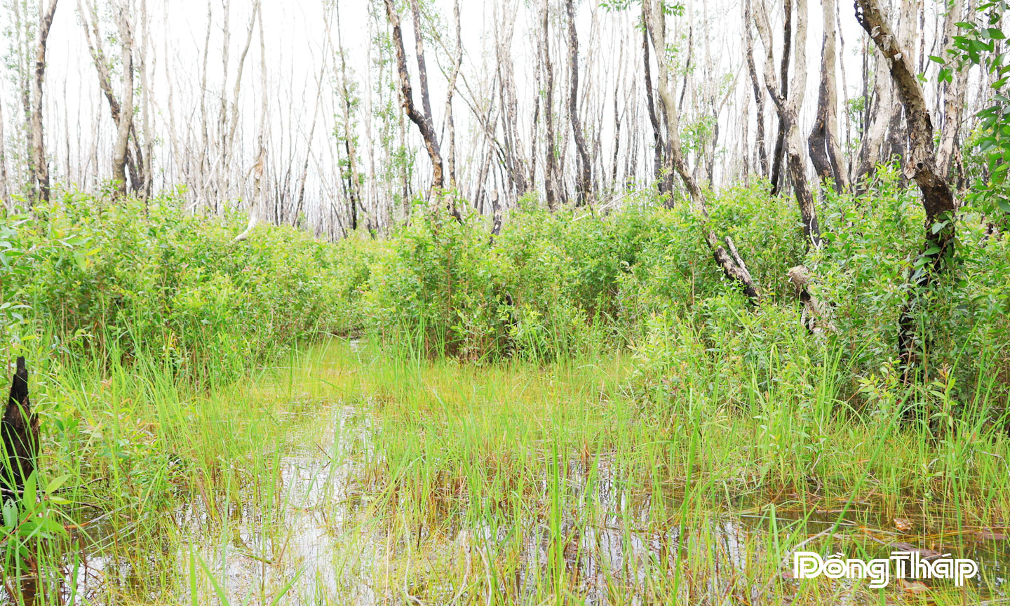 Hàng triệu cây tràm non đã vươn mình mạnh mẽ sau đám cháy vào tháng 6-2024 tại Vườn Quốc gia Tràm Chim.
