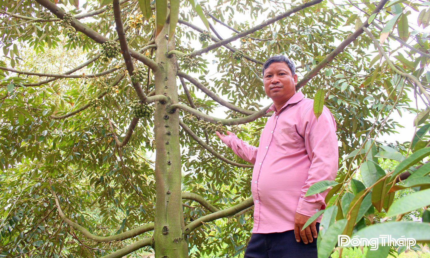 Anh Nguyễn Văn Đẹp bên vườn sầu riêng đang xử lý ra hoa nghịch mùa.