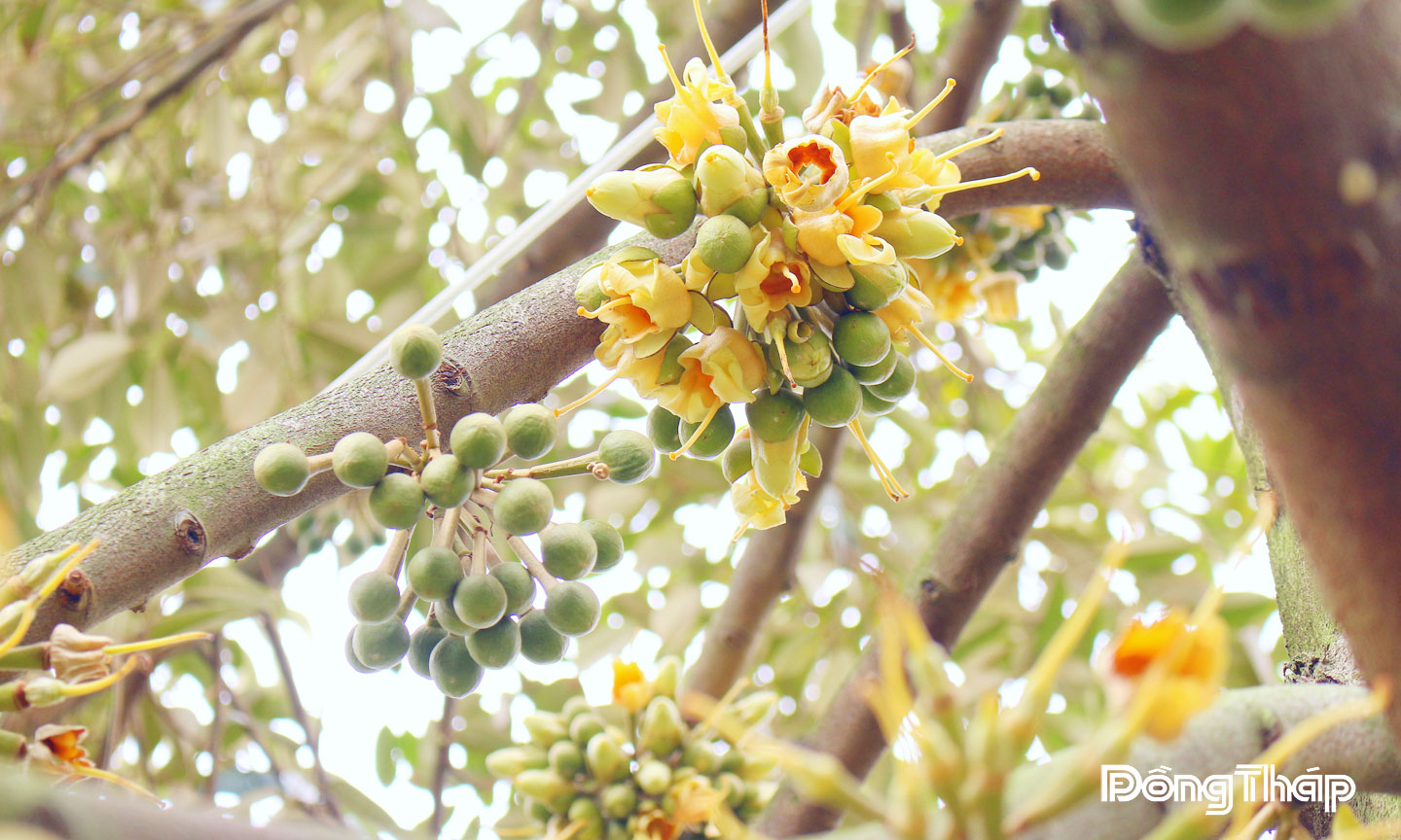 Sầu riêng đang xử lý ra hoa nghịch mùa.