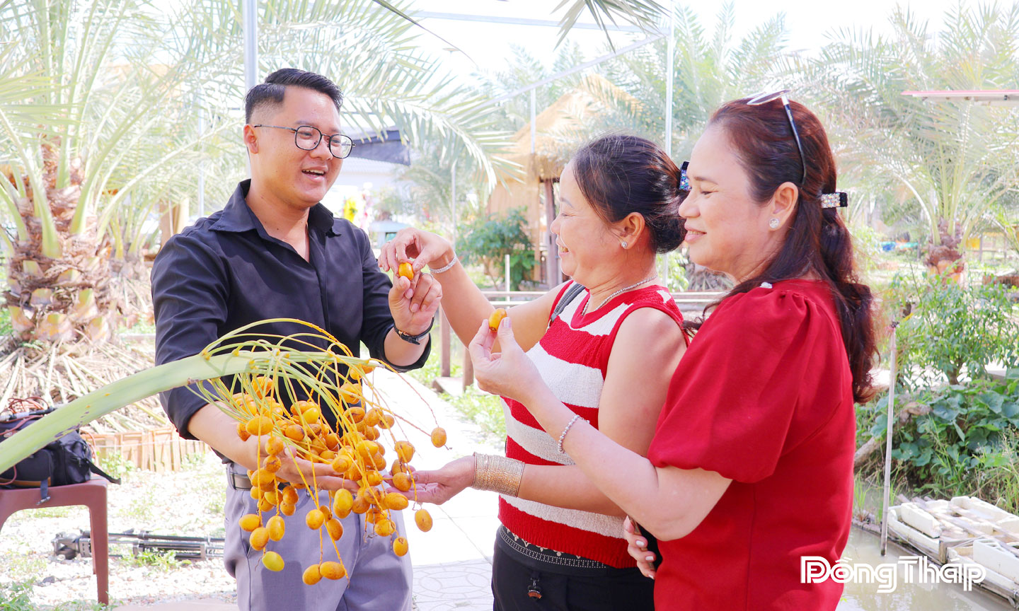 Anh Đinh Nhựt Hòa, chủ vườn sinh thái Chala Farm (khóm Tân Hòa,  phường Hồng Ngự) hướng dẫn khách du lịch về cách thưởng thức chà là tươi tại vườn.