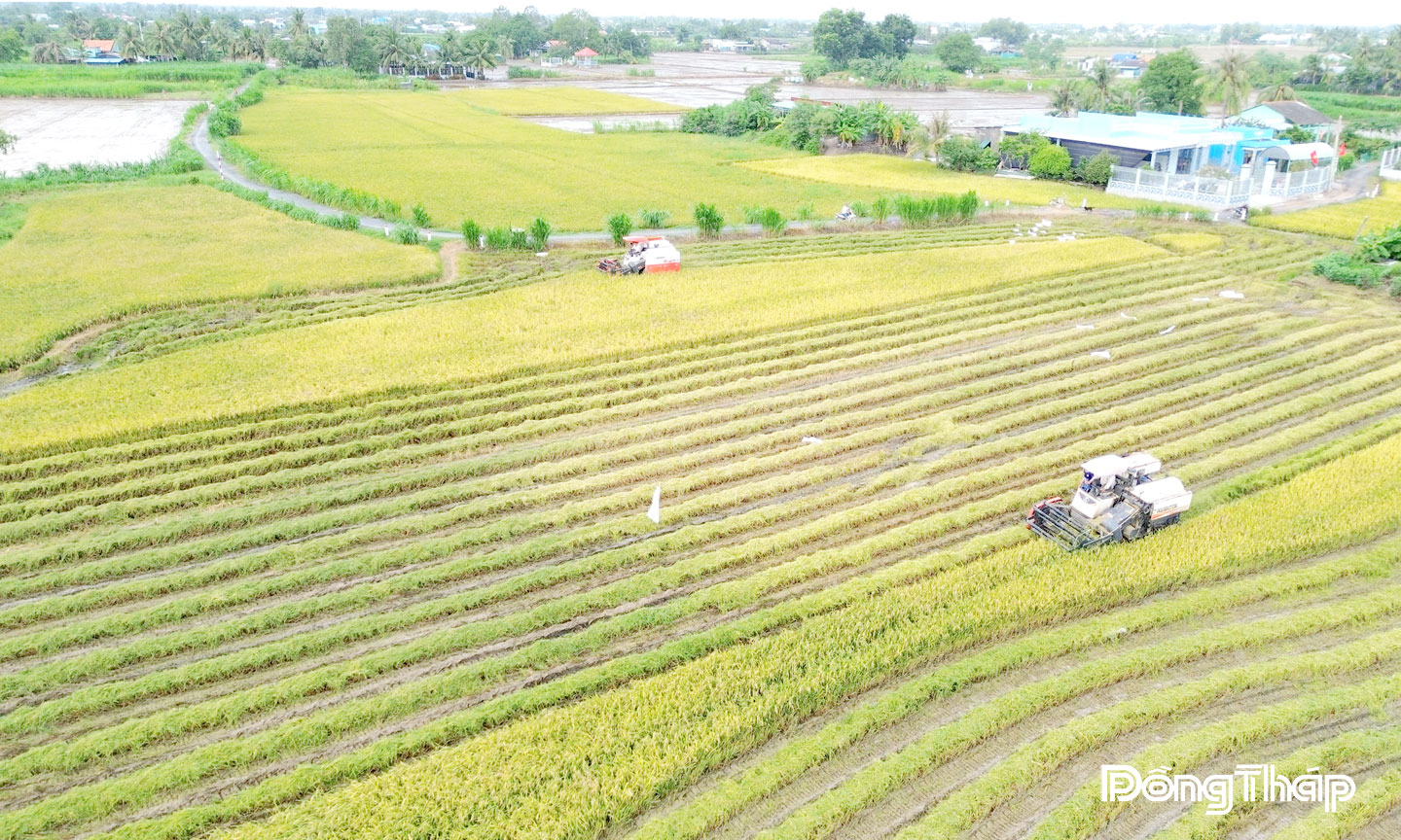 Giá lúa đang thấp khiến nông dân chật vật.