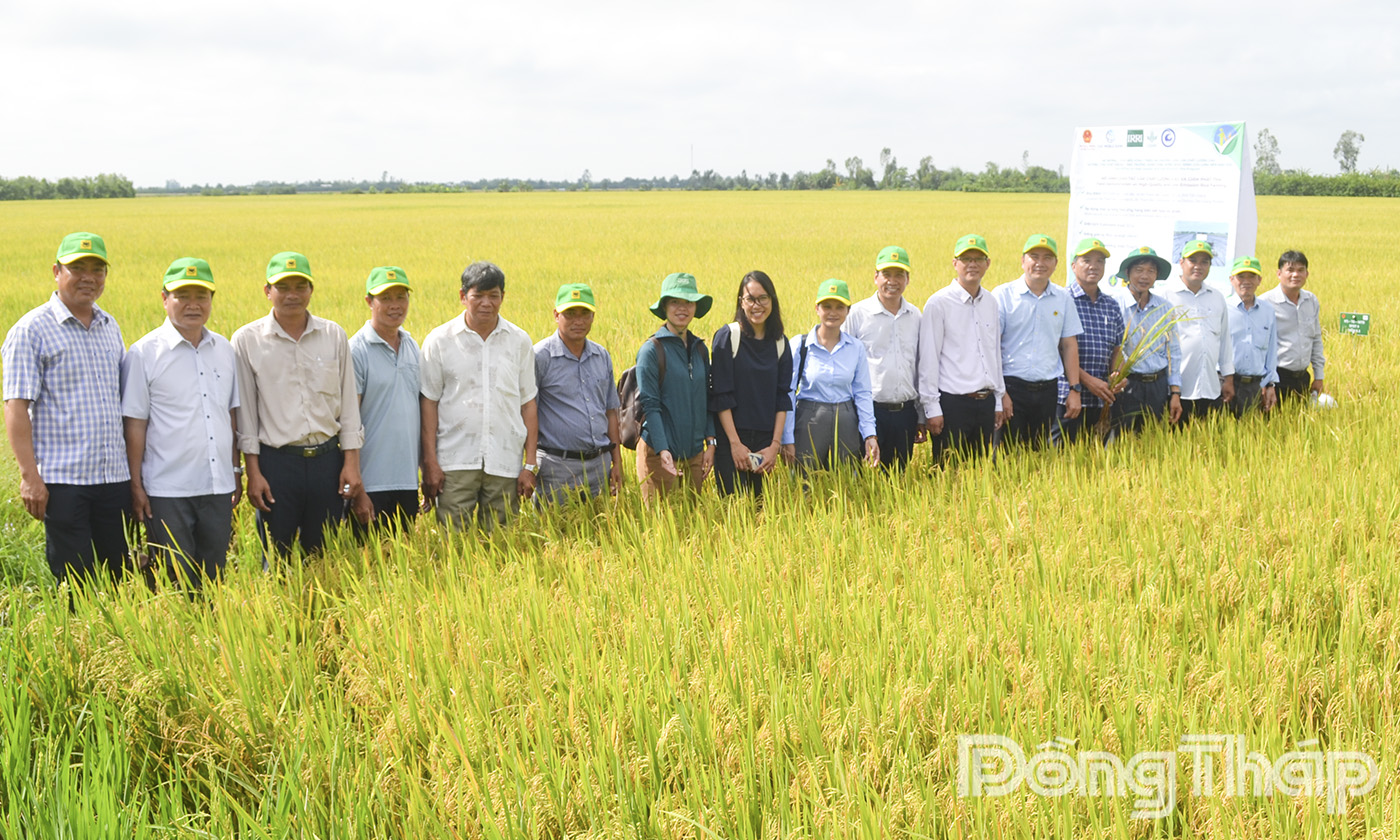 Các đại biểu tham quan mô hình thí điểm “Canh tác lúa chất lượng cao và phát thải thấp”.