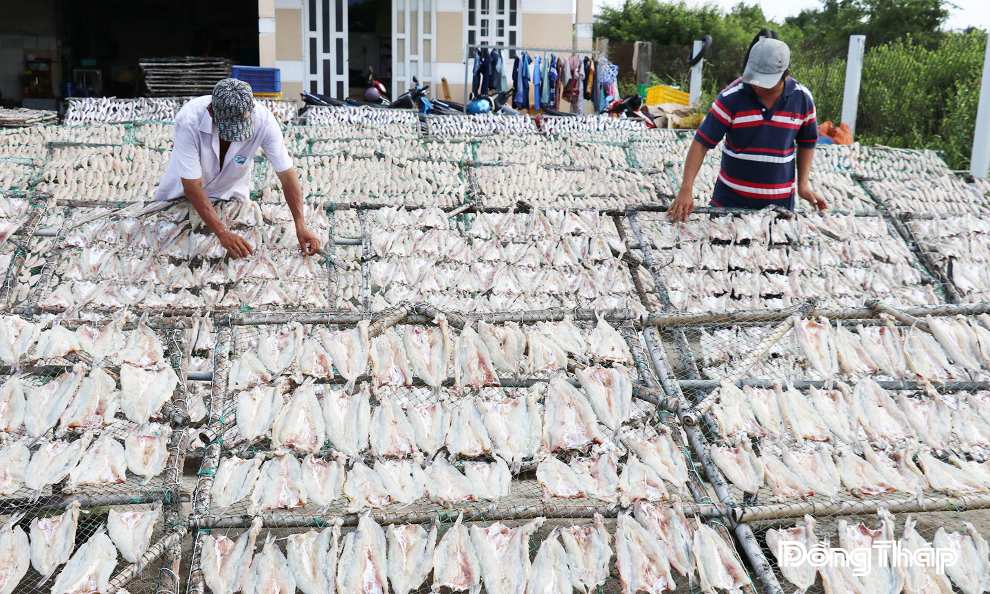 Công đoạn chuẩn bị và phơi cá ở Làng nghề cá khô Gia Thuận. 
