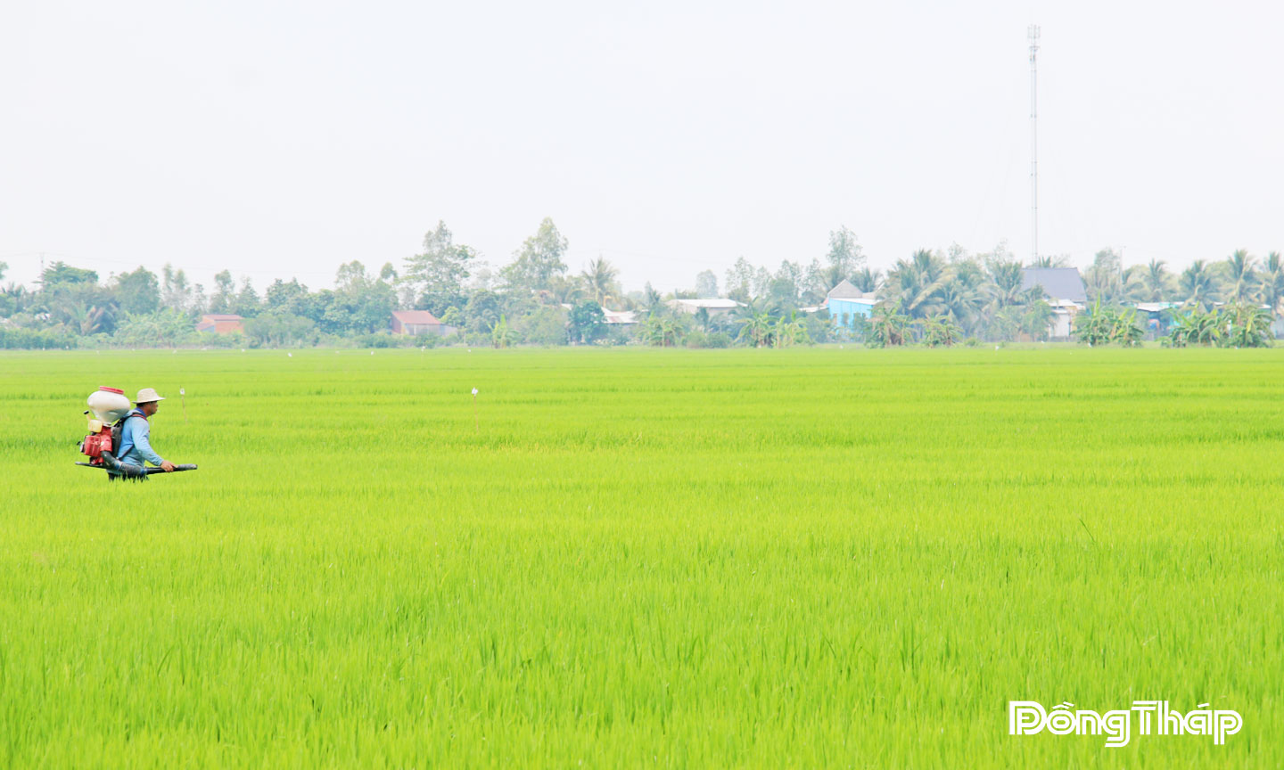 Nông dân Hợp tác xã Dịch vụ nông nghiệp Thắng Lợi chú trọng phát triển sản xuất lúa theo hướng bền vững.