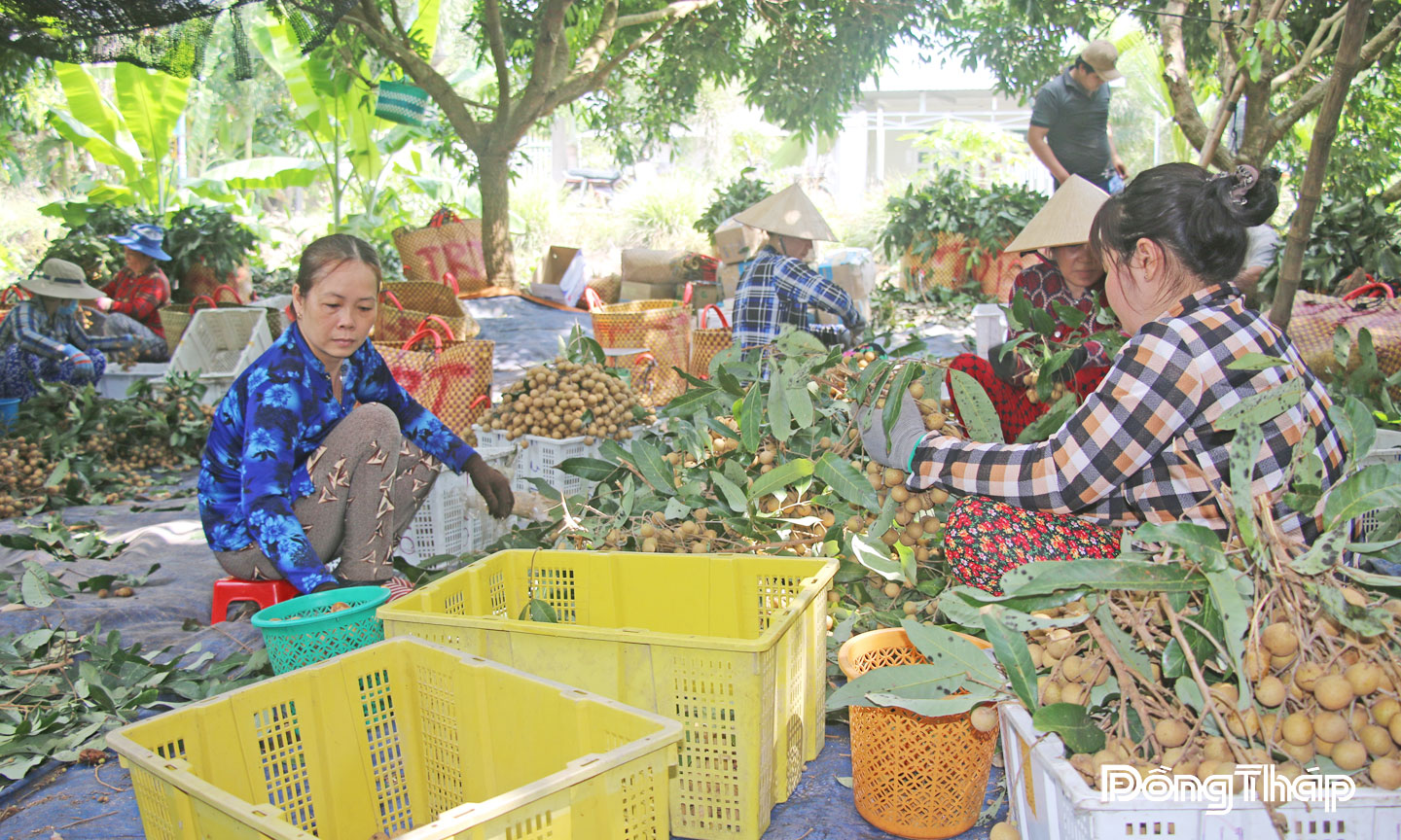 Nông dân Hợp tác xã Nông sản an toàn An Hòa ứng dụng nông nghiệp hữu cơ  trong canh tác nhãn, góp phần nâng cao thu nhập. 