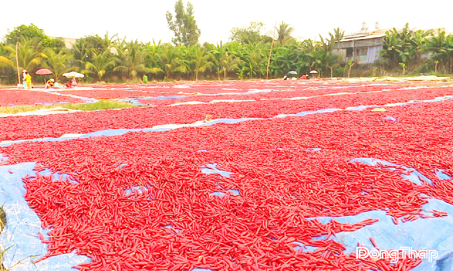 Phơi ớt sau thu hoạch ở xã Tân Thạnh.