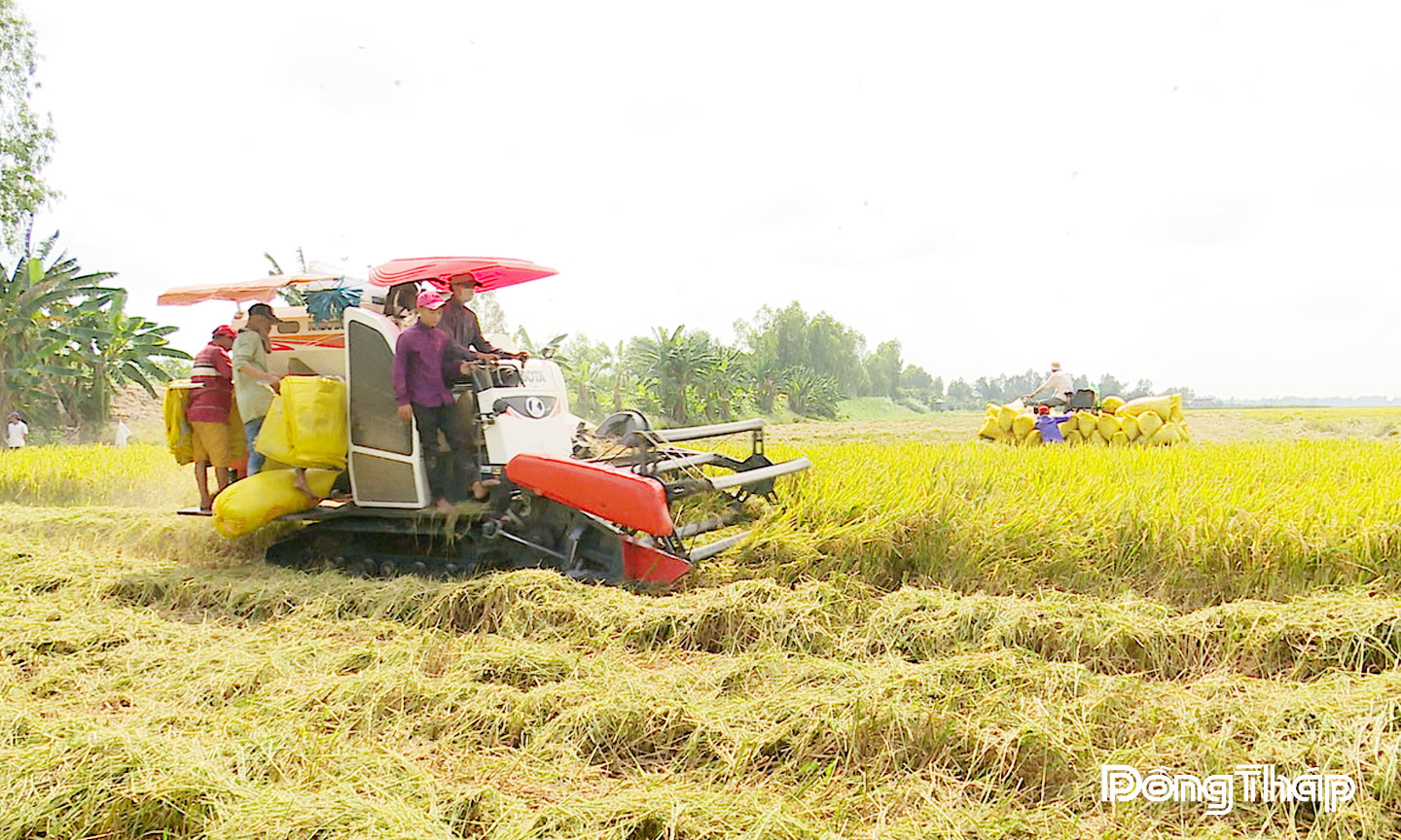 Thu hoạch lúa ở xã Tân Thạnh.