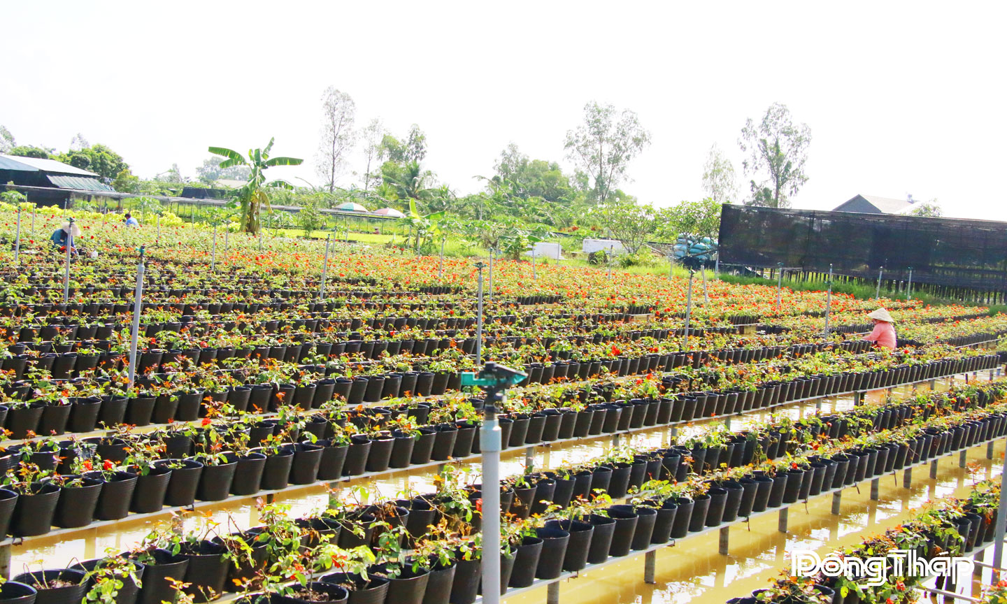 Nông dân Làng hoa Sa Đéc chủ động các biện pháp bảo vệ diện tích sản xuất.