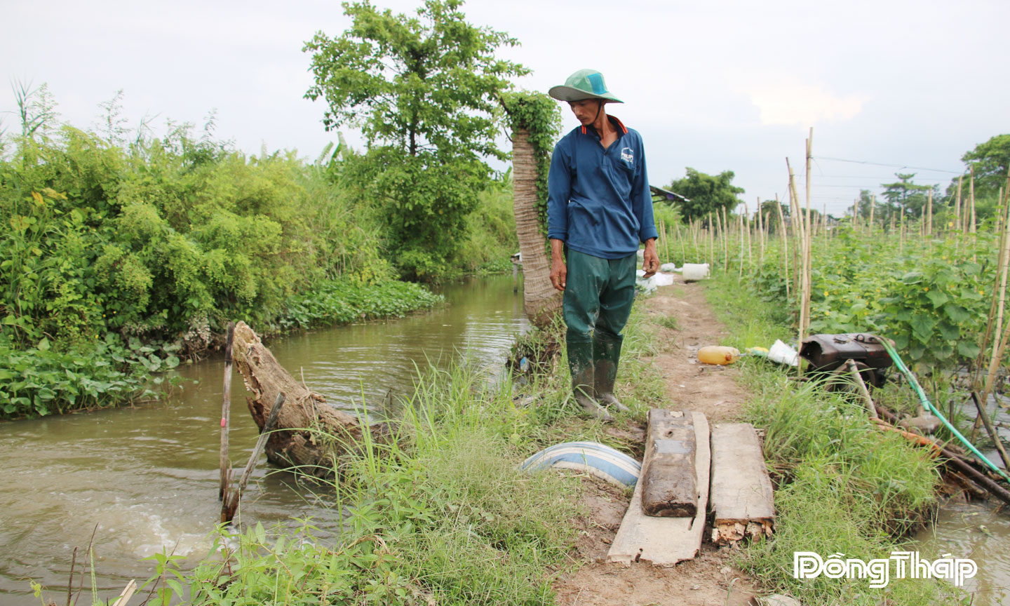 Ông Nguyễn Văn Nĩa, nông dân xã Phong Hòa chủ động các biện pháp sản xuất nhằm đảm bảo phòng, chống triều cường ảnh hưởng.