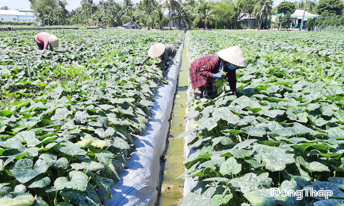 Nông dân xã Mỹ Thành trồng màu dưới chân ruộng. Ảnh: THANH TÙNG