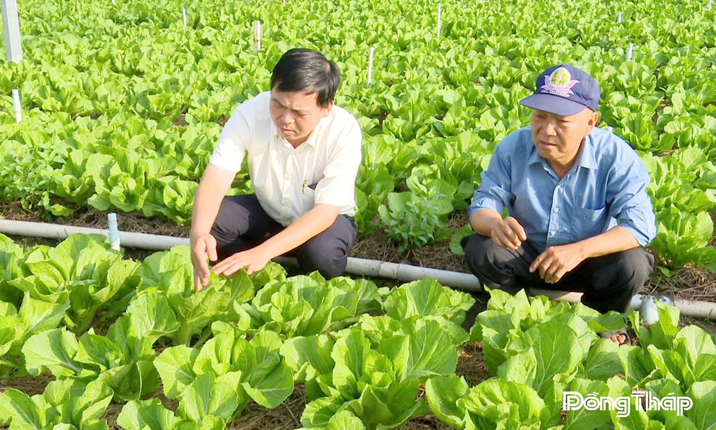 Vùng trồng rau của Hợp tác xã Sản xuất và Tiêu thụ rau an toàn Long Thuận  (xã Long Phú Thuận, tỉnh Đồng Tháp).