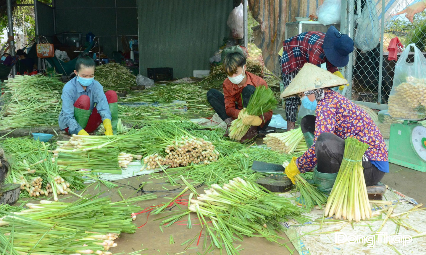 Sả là cây trồng chủ lực của xã Tân Phú Đông (tỉnh Đồng Tháp).