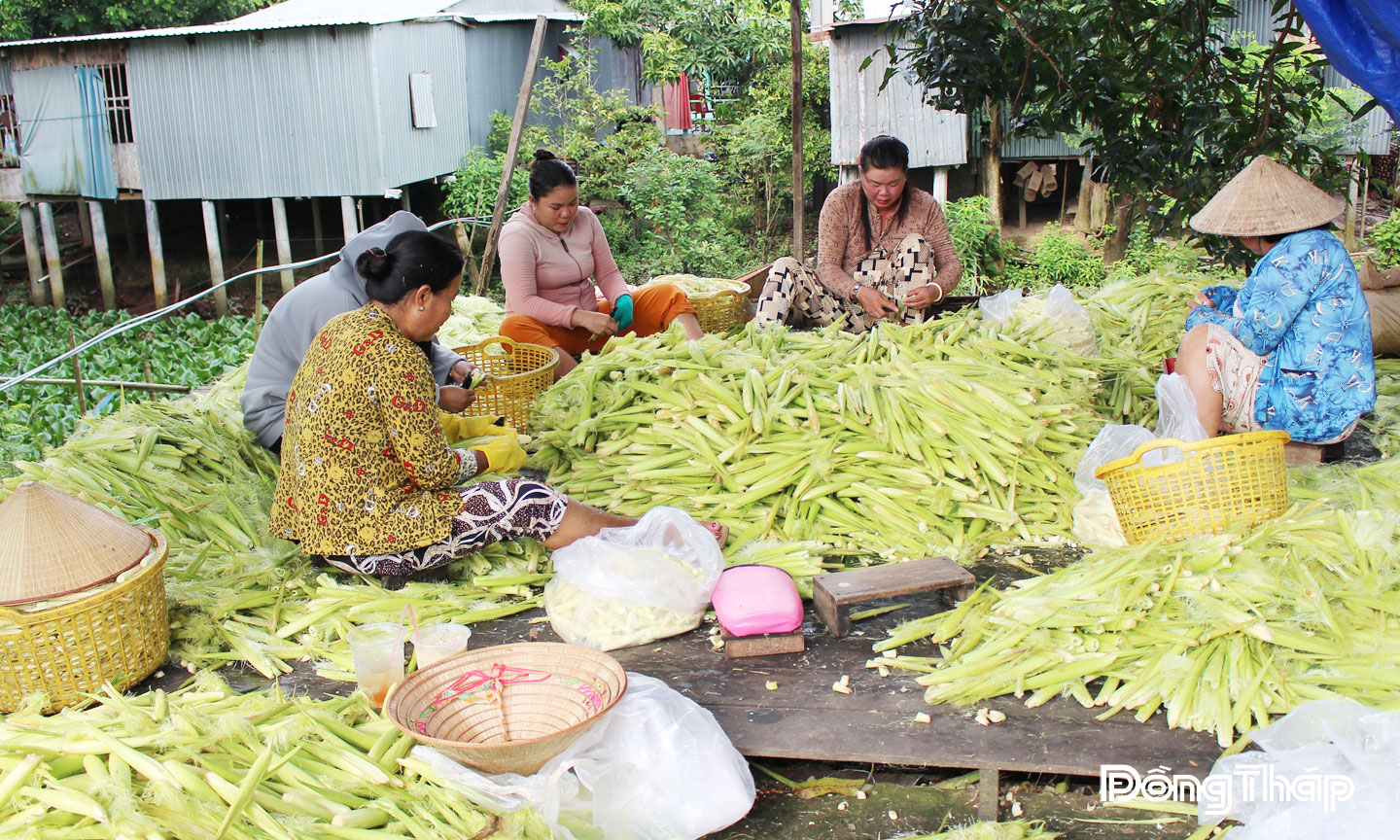 Tận dụng đất đai màu mỡ của vùng đất cù lao, nông dân tỉnh Đồng Tháp trồng bắp bán trái non dùng chế biến thức ăn.