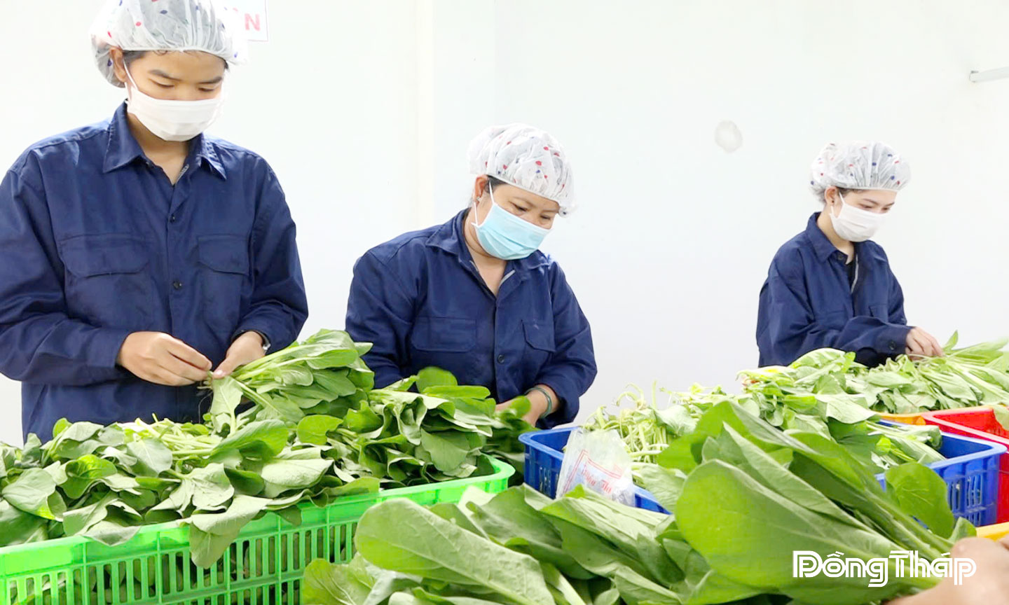Nhân viên Hợp tác xã Sản xuất và Tiêu thụ rau an toàn Long Thuận (xã Long Phú Thuận,  tỉnh Đồng Tháp) lựa chọn rau cung cấp cho các cửa hàng bán rau an toàn.