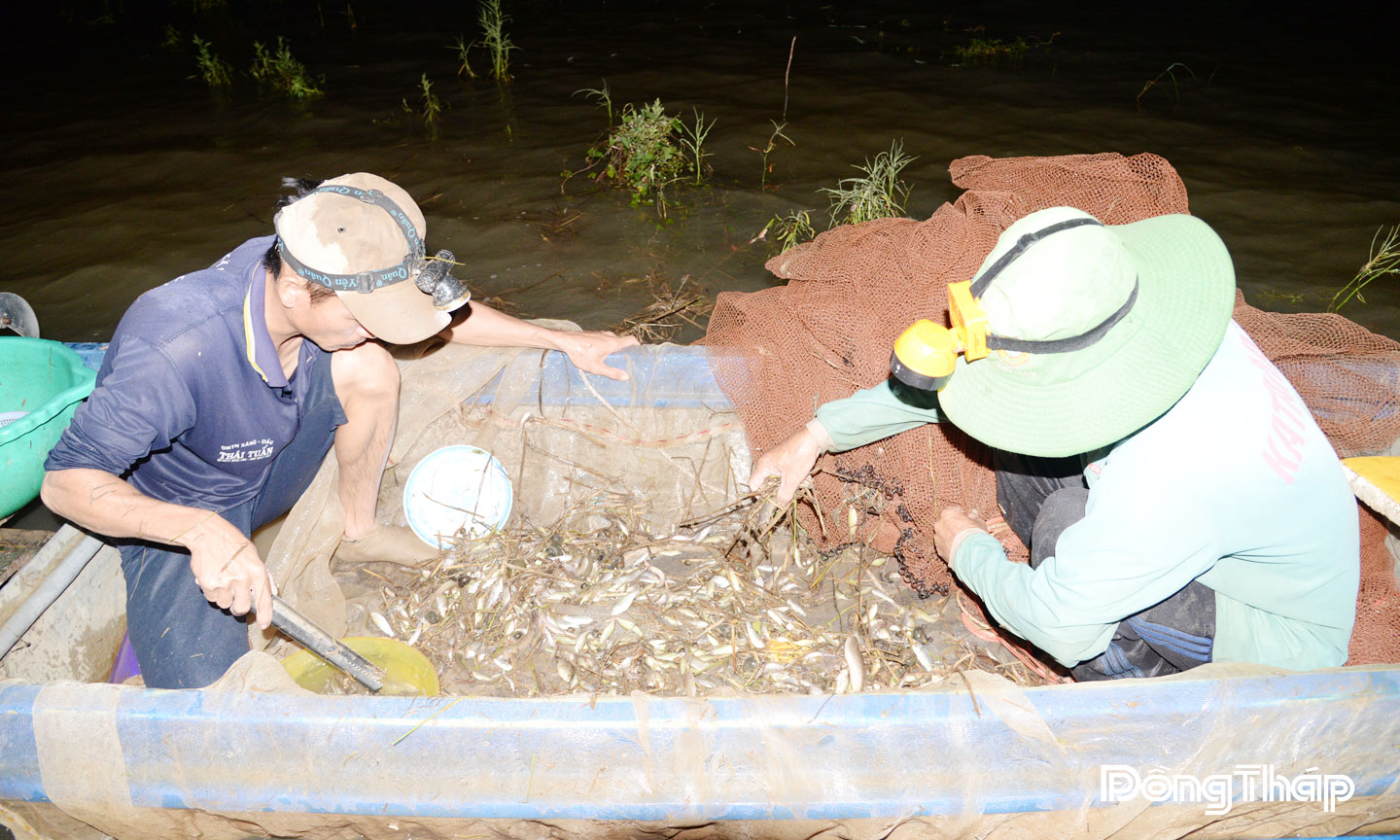 Hơn 10 ngày qua, anh Nguyễn Văn Thành (ngụ Ấp 2, xã Thường Phước) cùng người con trai kéo lưới trên cánh đồng nước nổi (bắt đầu từ 17 giờ đến 21 giờ), thu được nhiều loại thủy sản.