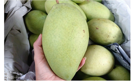 Giá xoài cát Hòa Lộc tăng mạnh