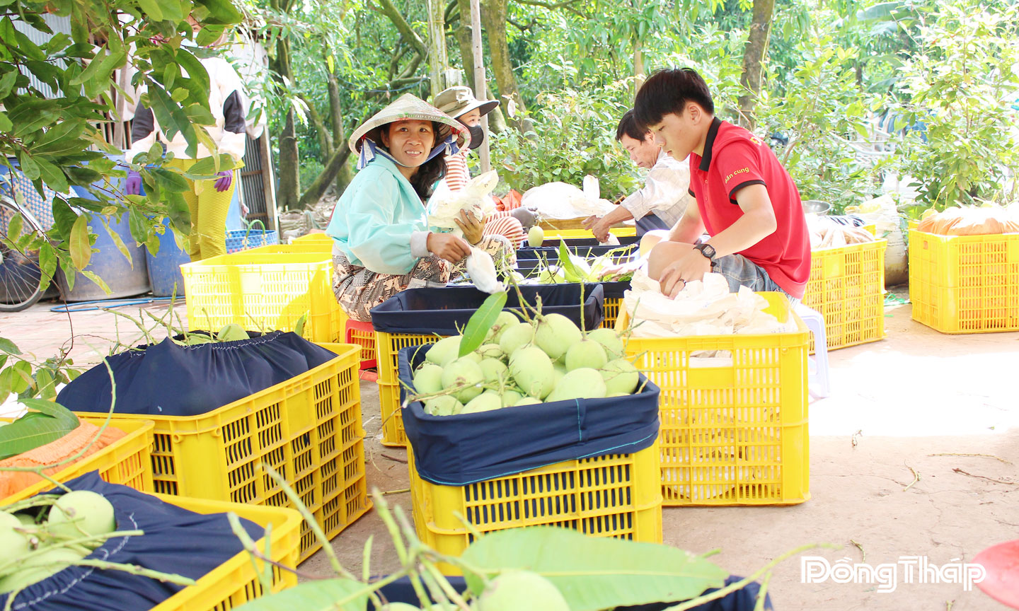 Sản phẩm xoài chất lượng của nhà vườn vùng đất cù lao ở tỉnh Đồng Tháp bán được giá cao.