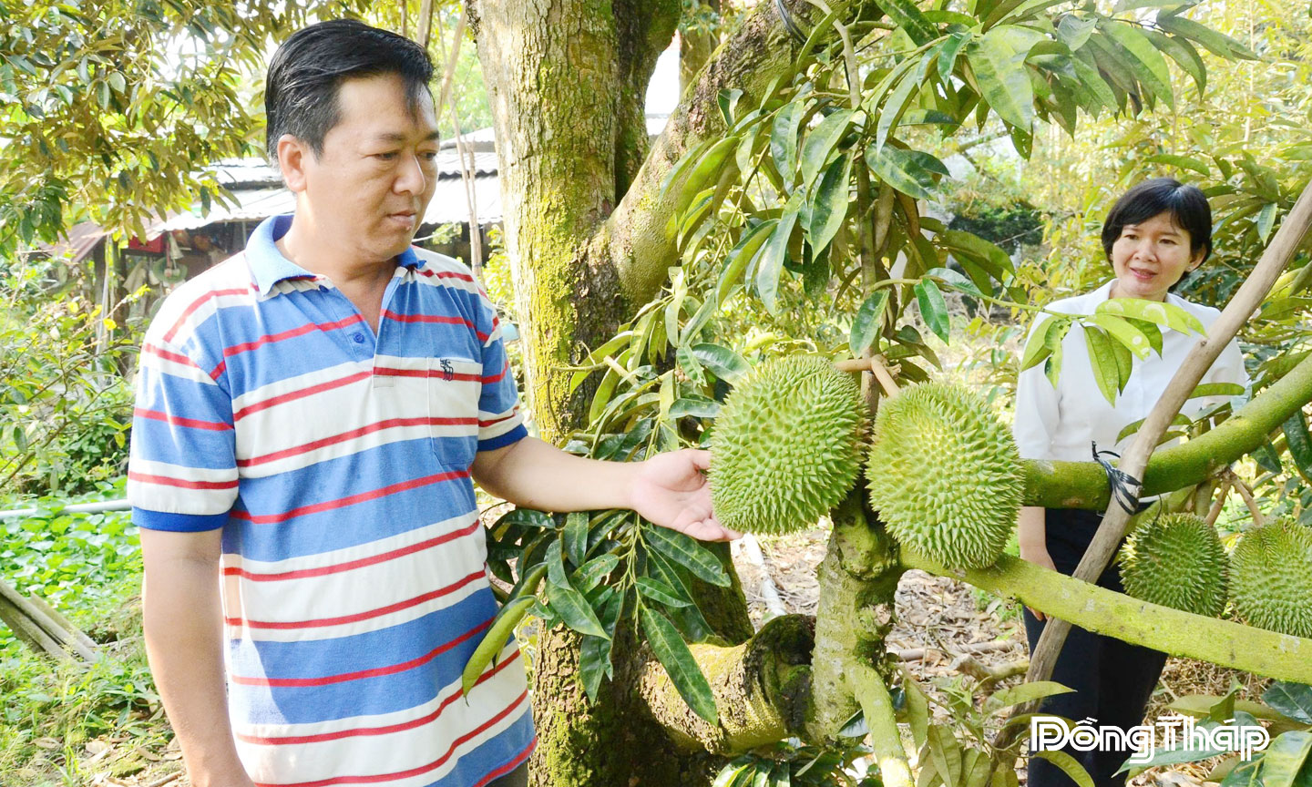 Sầu riêng là cây trồng chủ lực của xã cù lao Ngũ Hiệp, tỉnh Đồng Tháp  giúp nông dân đổi đời, vươn lên làm giàu.