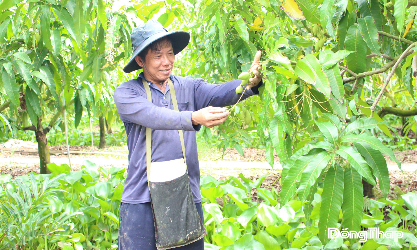Vườn xoài cát Hòa Lộc của nông dân Nguyễn Văn Đi (xã Tân Long, tỉnh Đồng Tháp) đang được xử lý cho trái nghịch vụ.