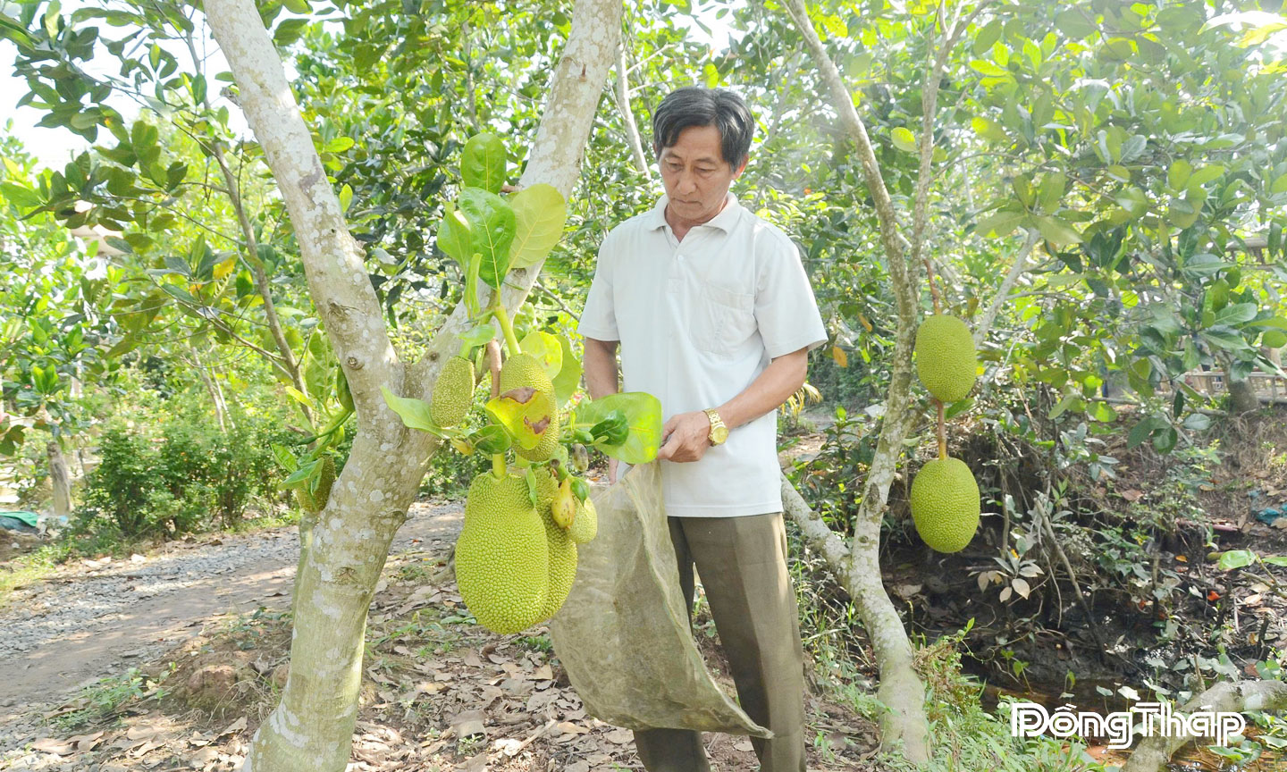 Nông dân xã cù lao Hiệp Đức, tỉnh Đồng Tháp chuyển đổi cây trồng có hiệu quả kinh tế.